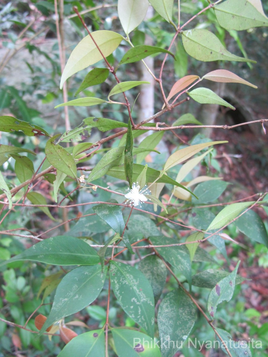 Eugenia roxburghii DC.